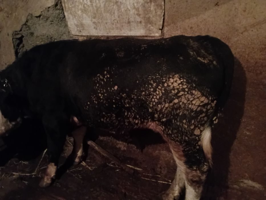 Продаются быки 2 годовалые