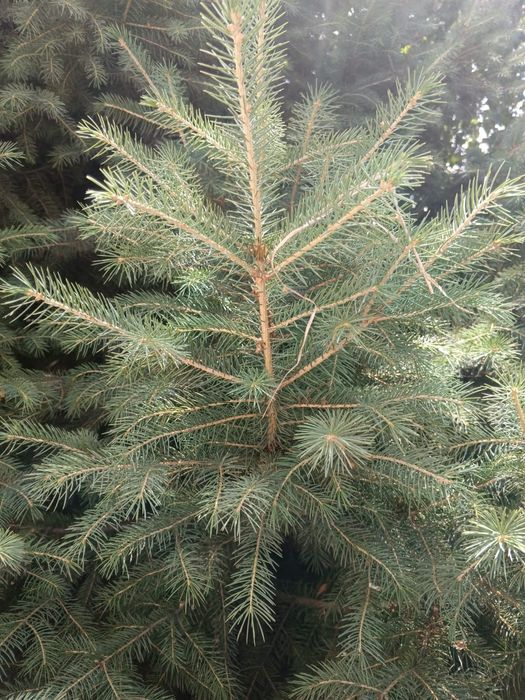 Ёлка очень красиввя