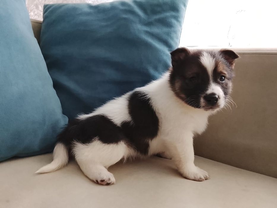 Щенята в добрые руки