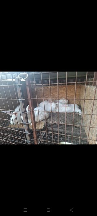 Крольчата великаны и Крол самец