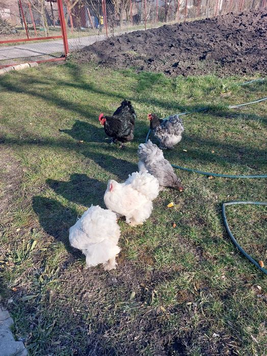 Ouă incubat Cochinchina