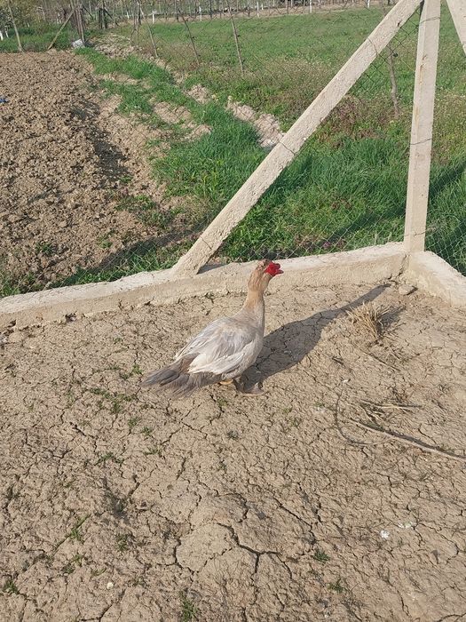 Vând rățoi mut/leșes