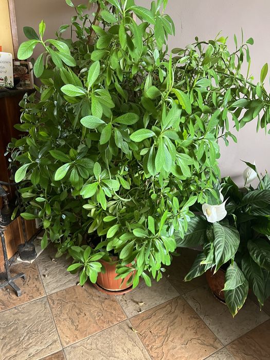 Каучуково дърво