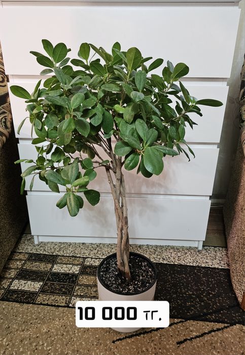 Продам комнатные растения.