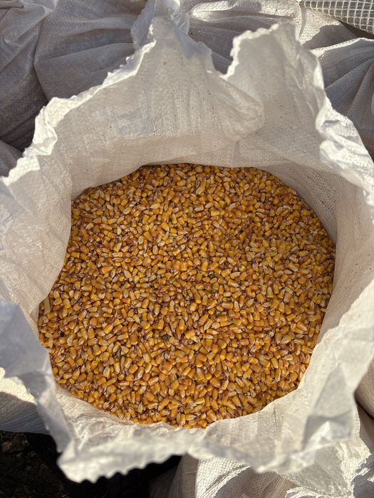 Porumb boabe însacuit Cluj napoca