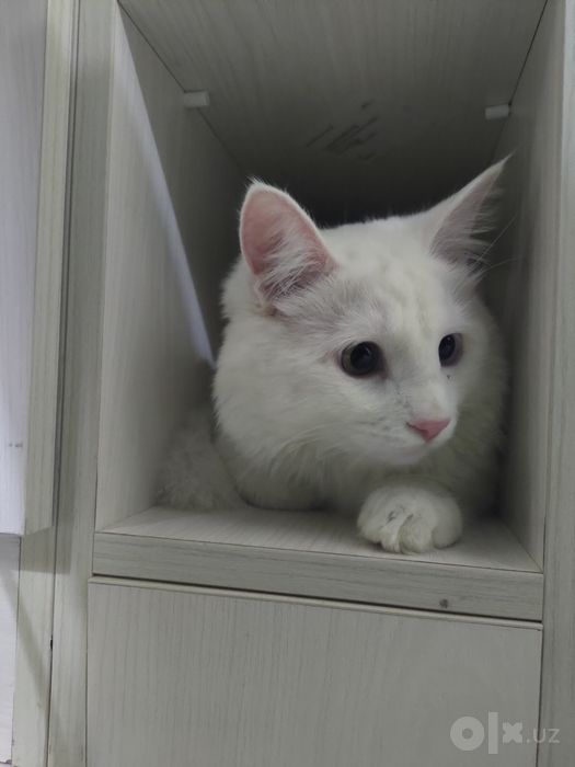 Angora yaxshi qollarga beriladi