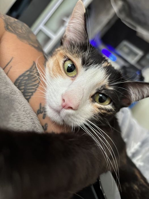 Казвам се Моли и си търся дом!