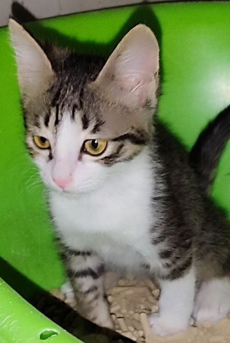 Продам котенка мальчика домашний