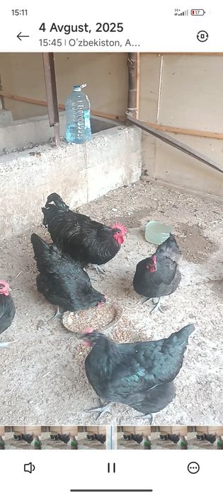 Gigant jersiy tovuqlar sotuvda