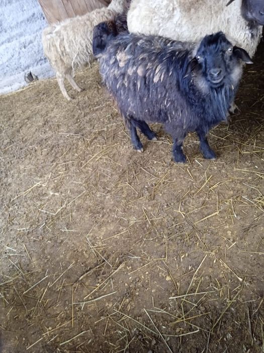 Продам         коз