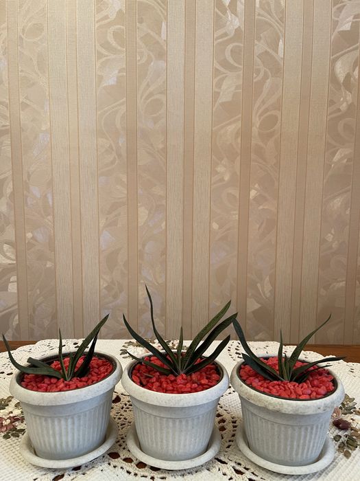 Комнатные цветы-сукуленты