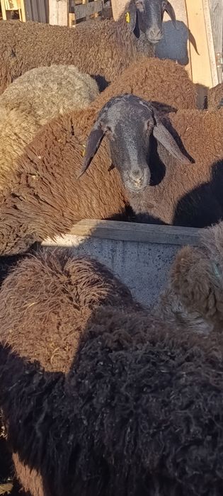 Бараны матки гиссар продам