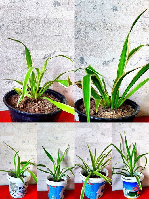 Хлорофитум Очиститель воздуха  Xlorofitum havo tozalagich