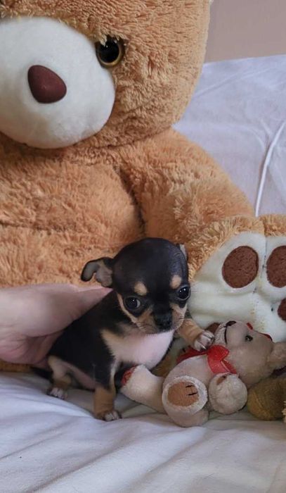 Кученцата Чихуахуа