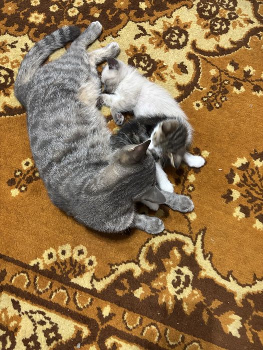 Котята ласковые домашние мальчик и девочка