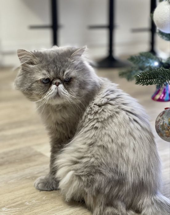 Персидский кот для вязки