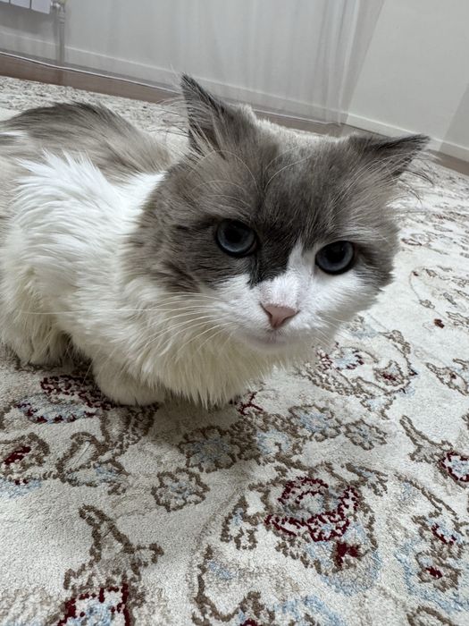 Кот породы рэгдолл 3 года.