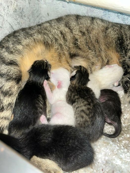 Отдам даром полубританцы