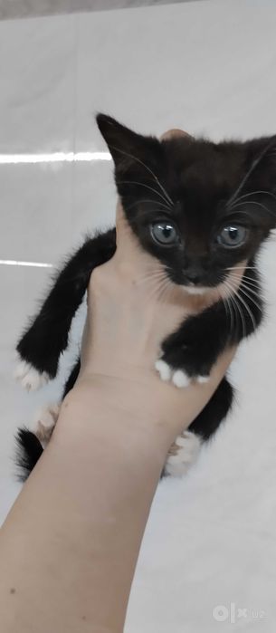 Котята 1,5 месяца в лучшую семью