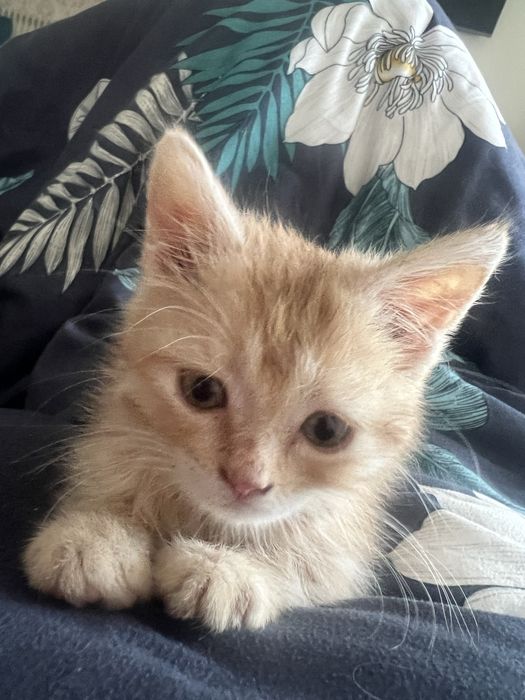 Продам котят остался мальчик