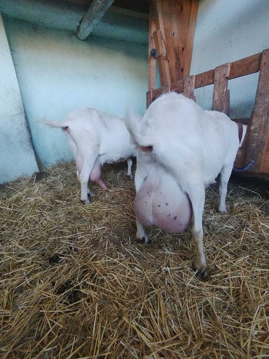 Iezi Sannen de 3 luni de vânzare ! Tel 0746050063