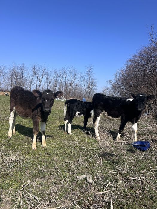 Vand vitele si o capra