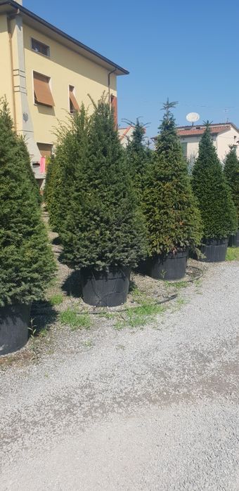 Vindem brazii argintii și verzi calitate extra