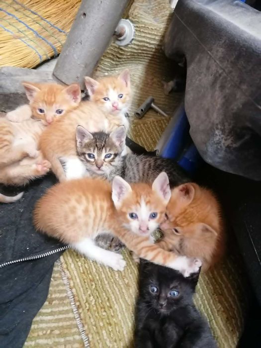 Котенца си търсят дом