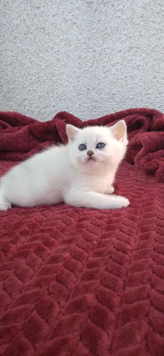 British shorthair chinchila silver cu ochi albastri