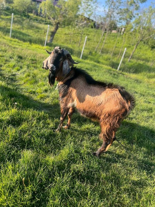 Țap angolo nubian de vânzare