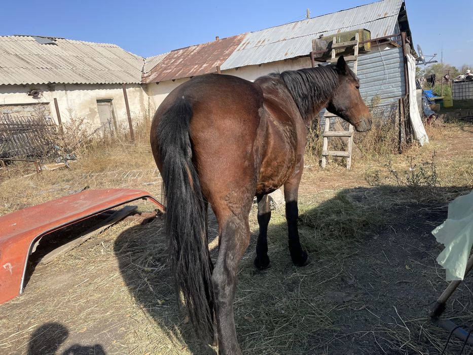 Жылқы  сатам продам кобылу