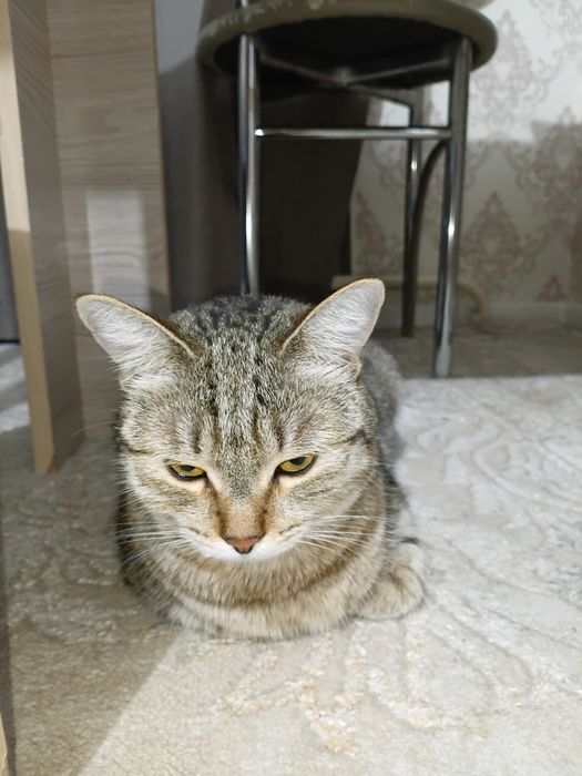 Отдам 2 х кошек в хорошие руки