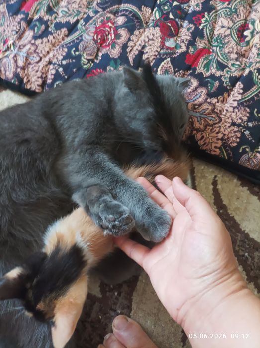 Мушук Британский скотч фолд.киз бола