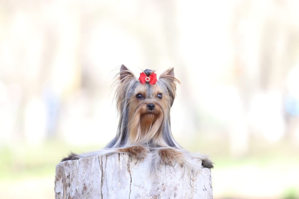 Продам щенков йорка, рассрочка каспи