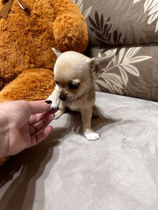 Топ Мини Чихуахуа Момиченце