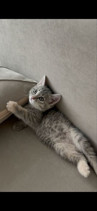 Котенок 3 месяца девочка бесплатно