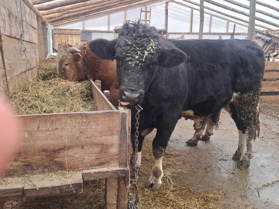 Vand tauri de rasa Galati • OLX.ro
