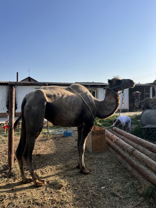 3 Верблюд 1ляммм