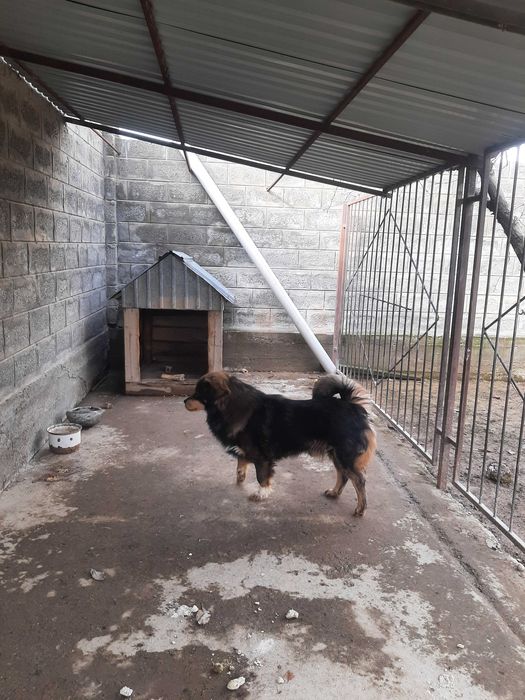 Собака стражевая