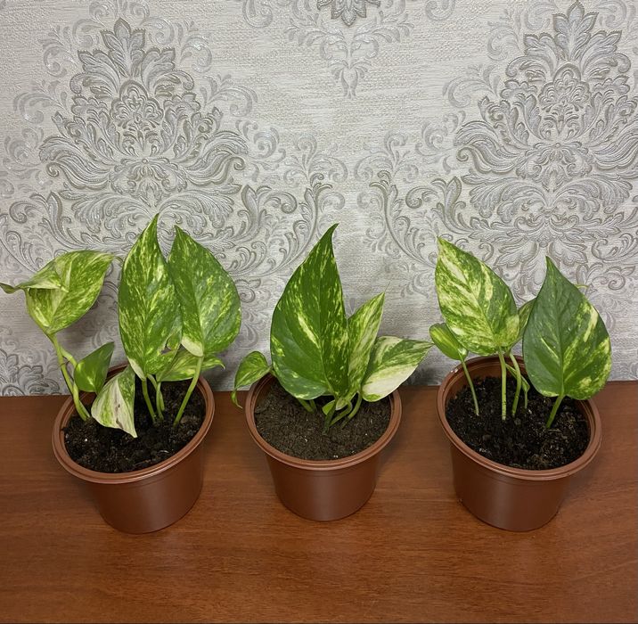 Эпипремнум золотистый