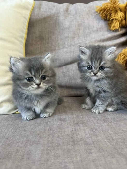 Котята Британские длинношерстные
