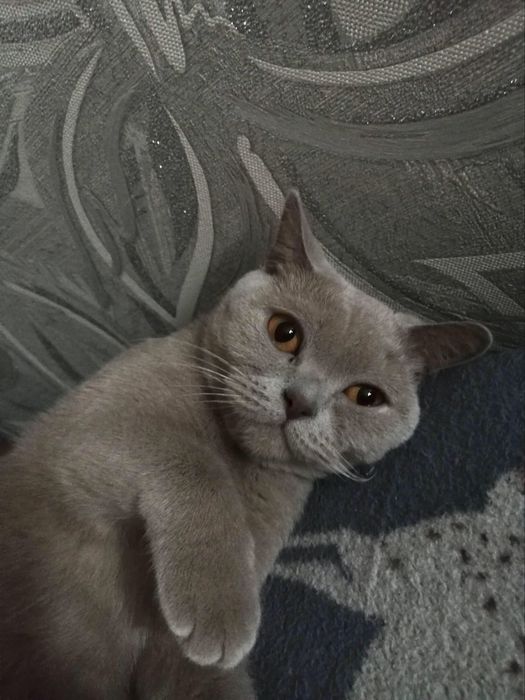 Отдам британскую кошку