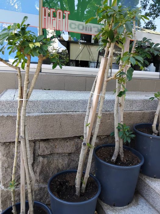 Продавам Шефлера / Schefflera 10 годишна, 170 см. височина, 10 броя