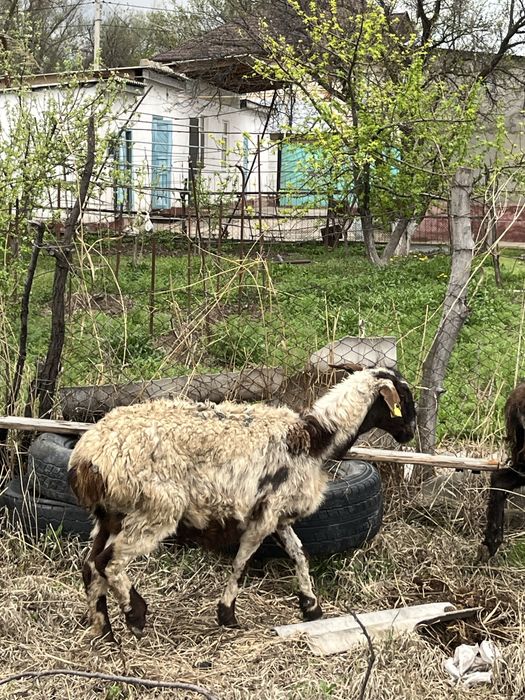 қозылы қой сатылады