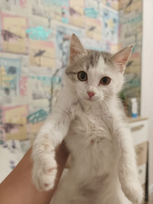 Кошечка ищет дом!