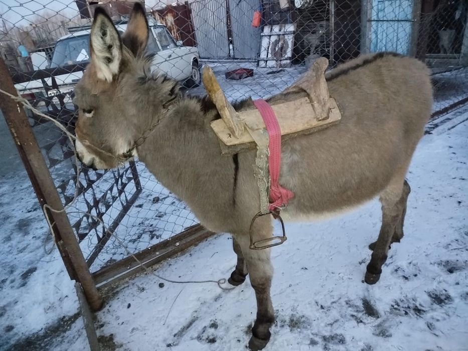 Продам ослика!!!