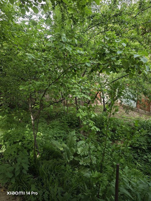 Участок 10 соток Чарвак Бочка