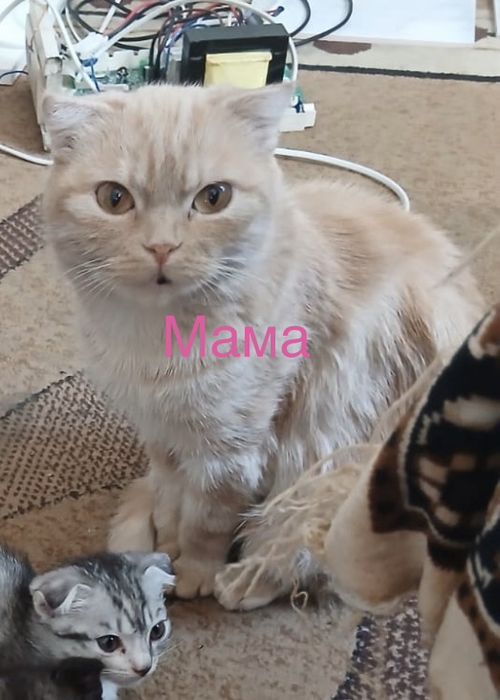 Продам котят шотландцев вислоухих