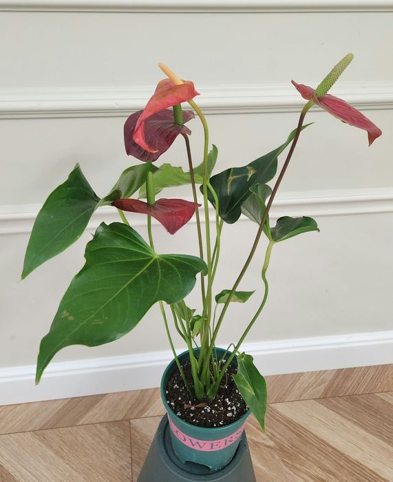 Продам комнаты цветы