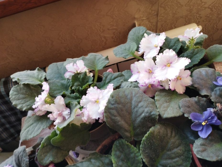 Фиалки бархатные